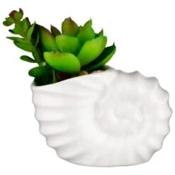 B&M Scandi Shore Small Shell Succulent 17 B&M Scandi Shore Small Shell Succulent -Home Decor Store 380110 small shell succulent