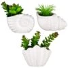 B&M Scandi Shore Small Shell Succulent 2 B&M Scandi Shore Small Shell Succulent -Home Decor Store 380110 small shell succulent group