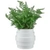 Bloom Premium Foliage In Cream Planter