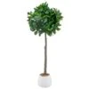 Bloom Premium Bay Tree