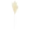 B&M Pampas Stem - Cream -Home Decor Store 394382 pampas stem cream 2
